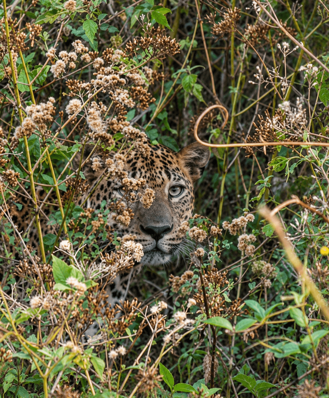 The Definitive Field Guide to Yala National Park & The Sri Lankan Leopard