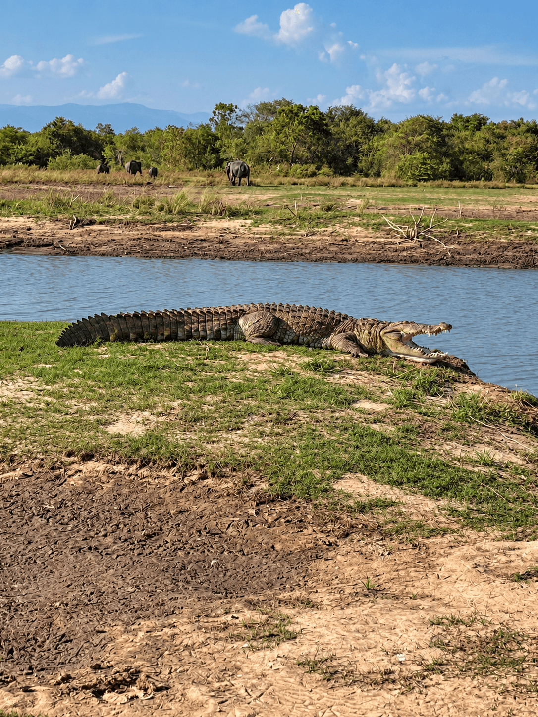 Walking with Giants: A Complete Naturalist's Guide to Asian Elephant Herds in Udawalawe & Yala