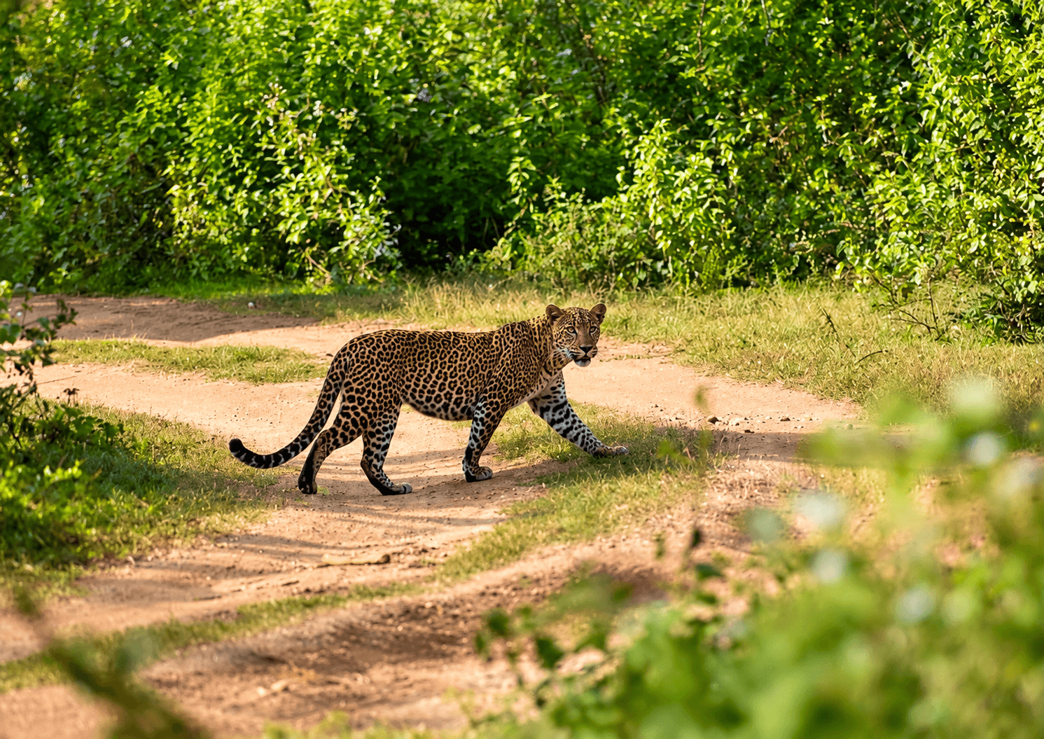 Sri Lankan Leopard resting in Yala National Park
