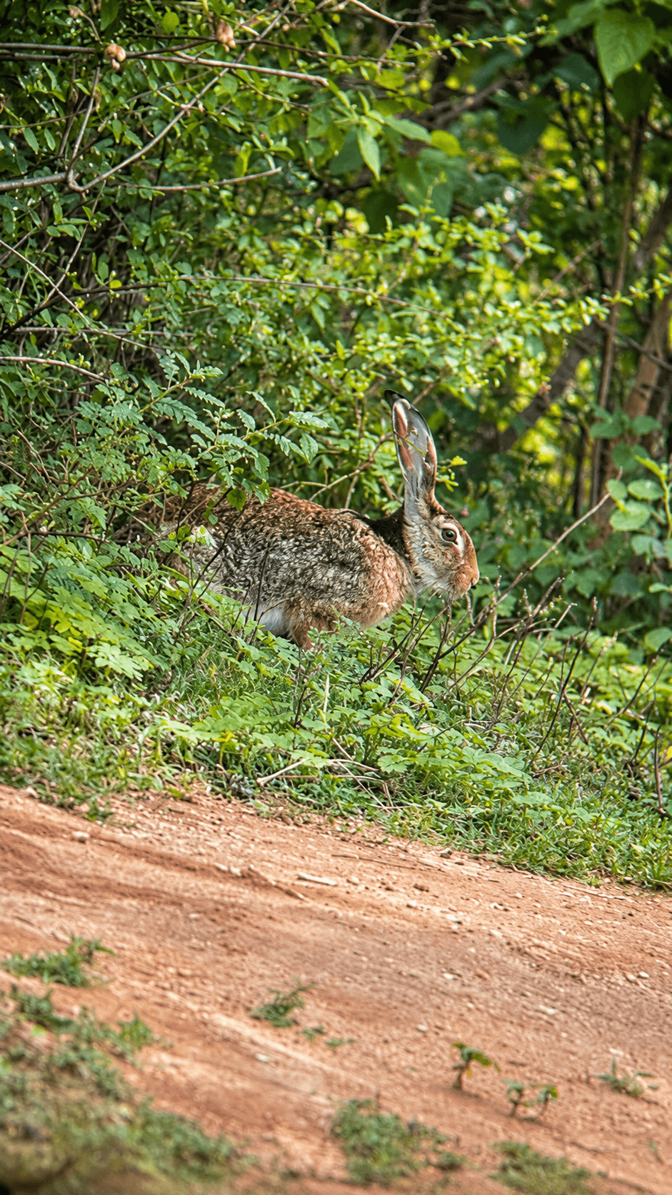 Alert Hare by the Forest Track