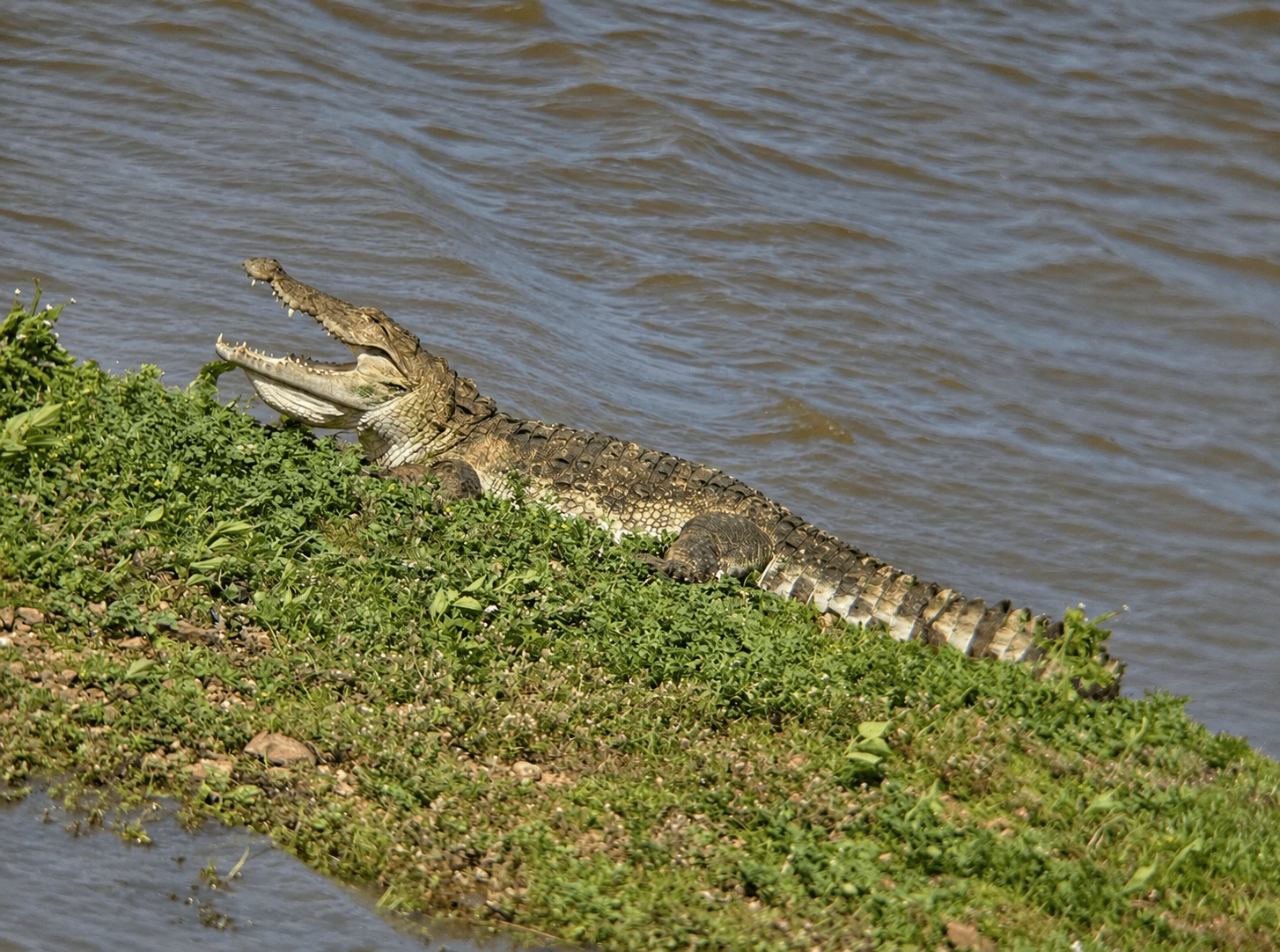 Cold-Blooded Predators: The Complete Field Guide to Yala's Crocodiles, Pythons & Monitors