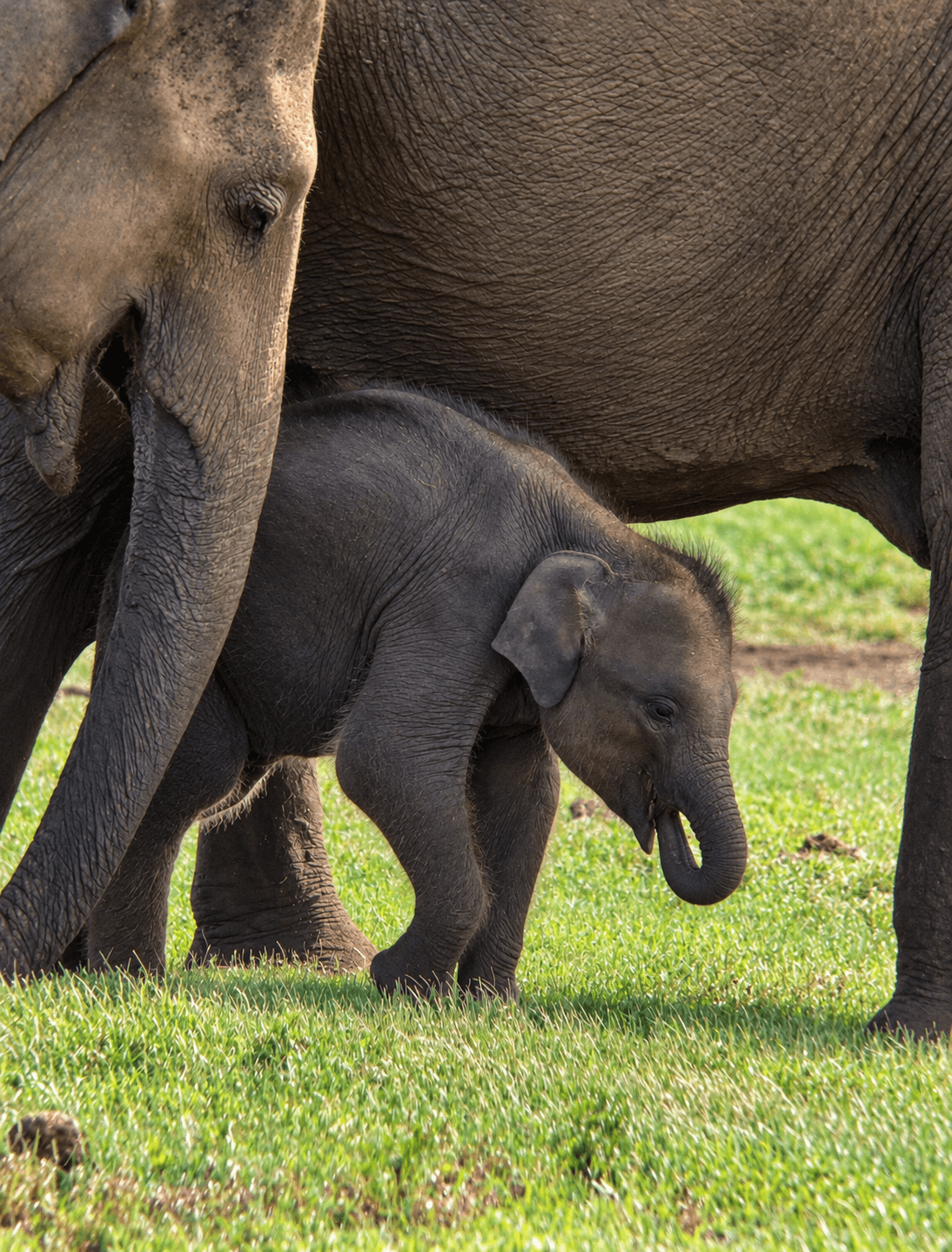 Calf Sheltered Beneath Giants