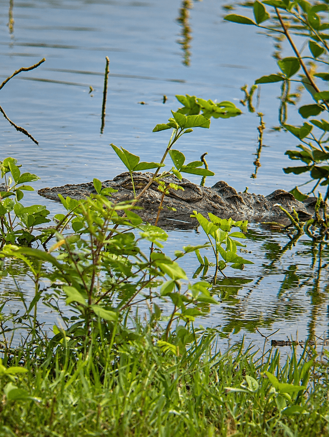 Camouflaged Crocodile in Wetland Waters