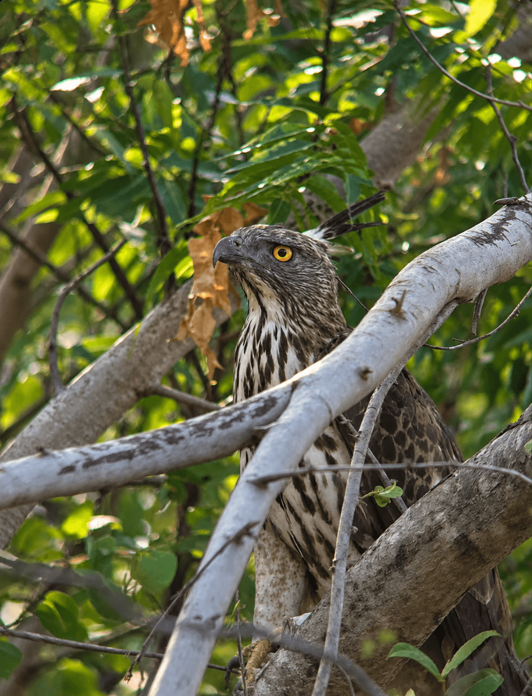 Camouflaged Hawk in the Woodland Canopy