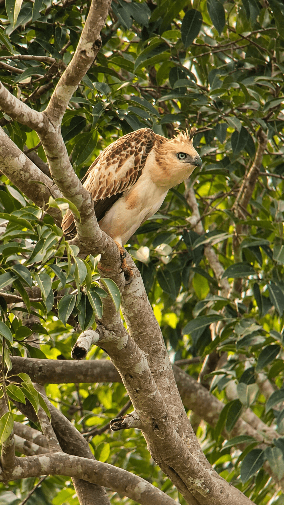 Crested Raptor Amidst Lush Foliage