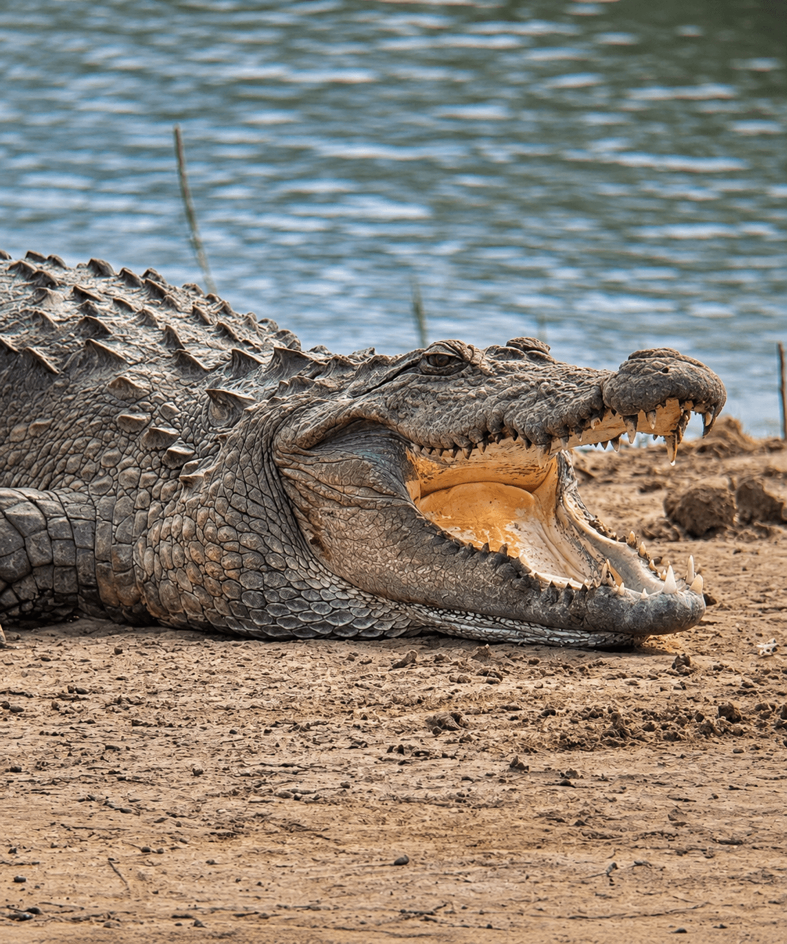 Crocodile Basking by Rippling Water