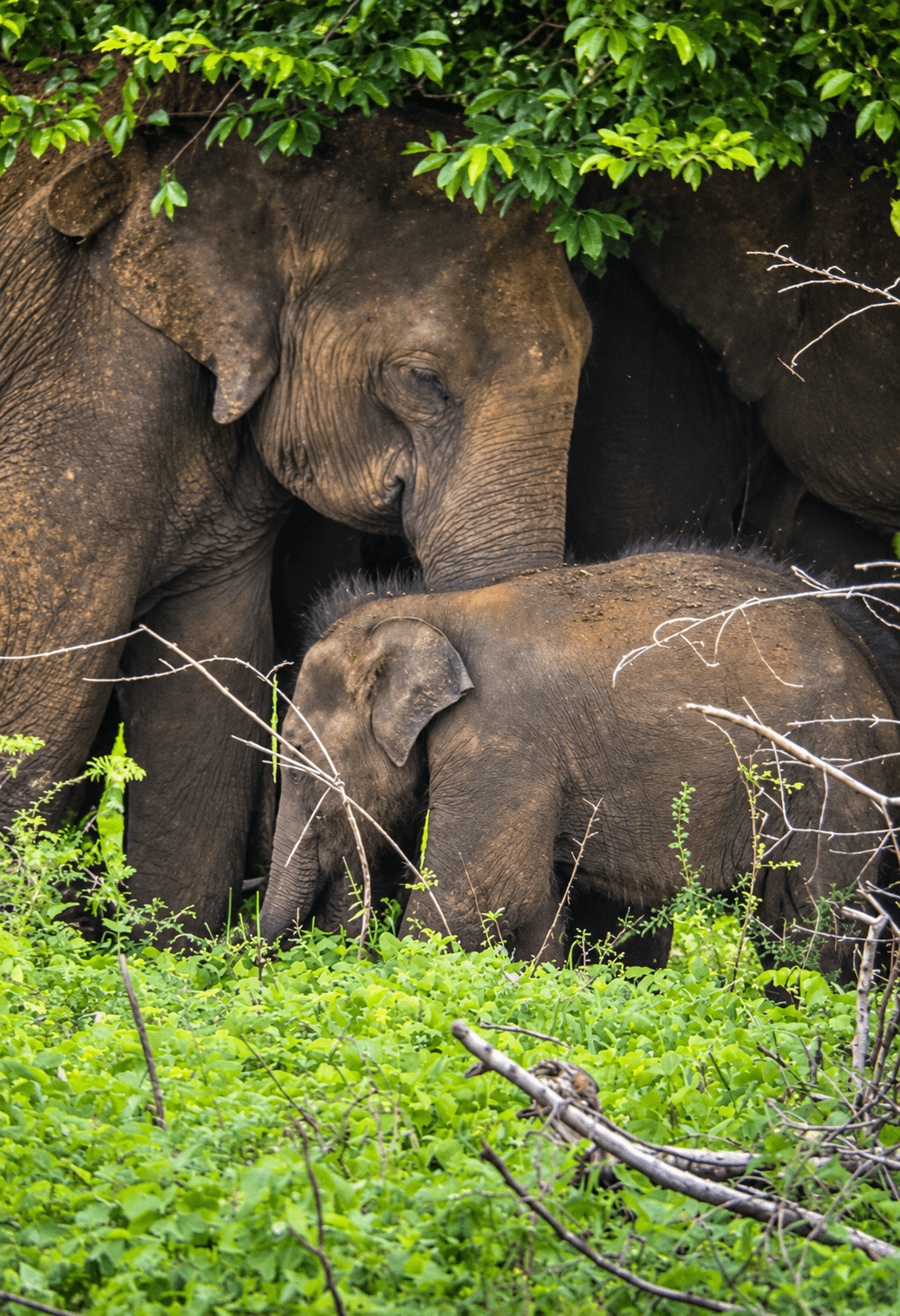 Elephant Family in Shaded Forest