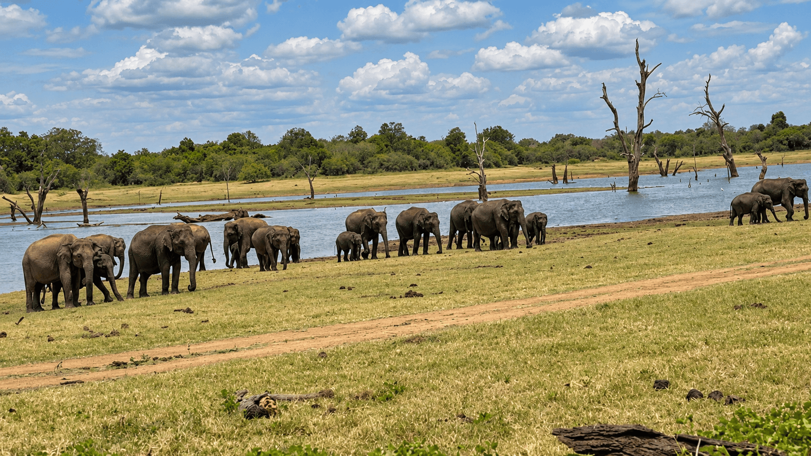 Elephant Herd at the Waterhole