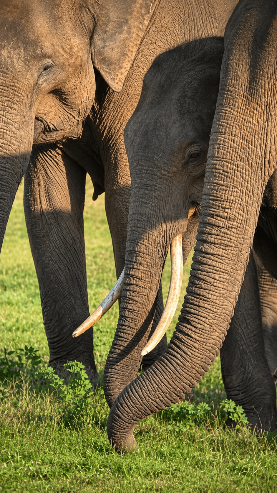 Elephant Herd in Golden Sunlight