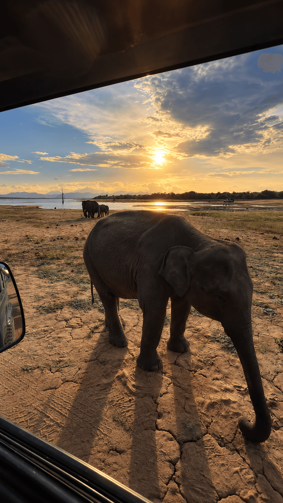 Elephant at Golden Hour