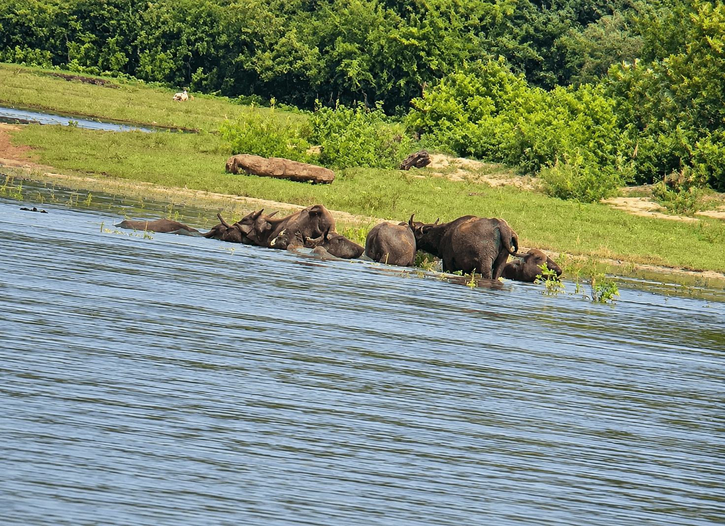 Wild Water Buffalo Herd Bathing Along the Riverside