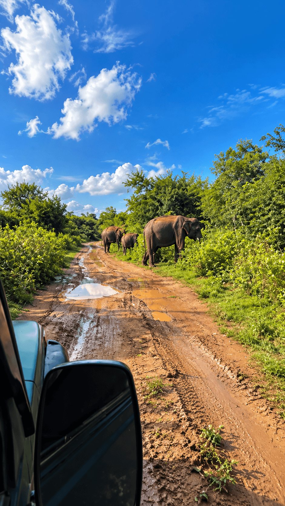 Elephants on a Muddy Safari Track