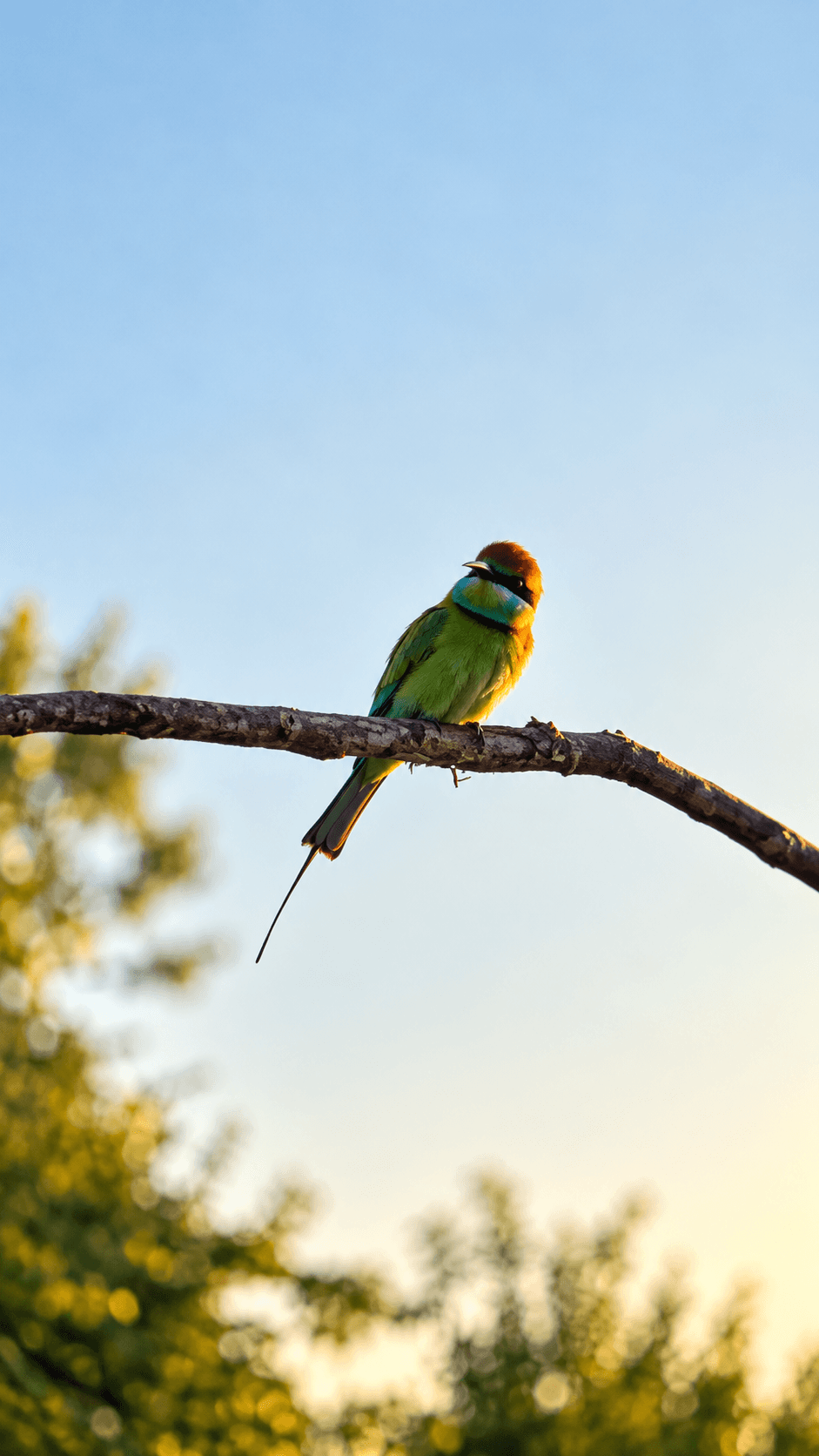 Golden Bee-Eater on a Branch