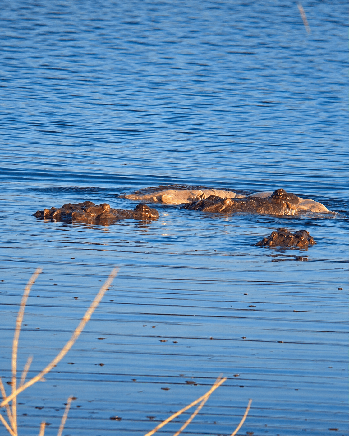 Hippos Resting in Blue Waters